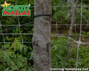 Training tomatoes