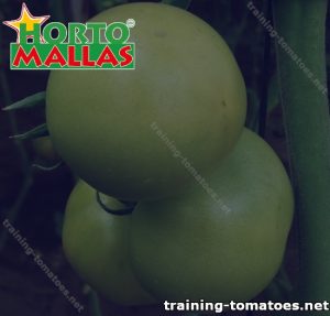 Training tomatoes