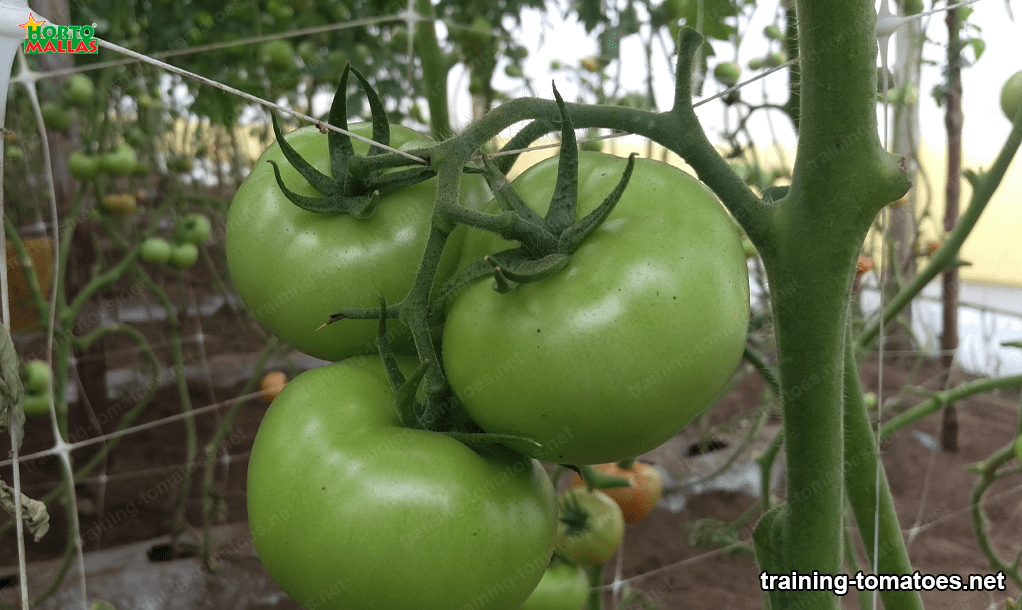 Trellising tomatoes 