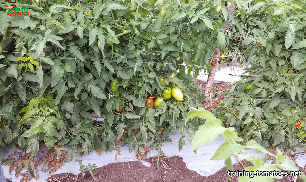 trellis mesh for tomato crops 